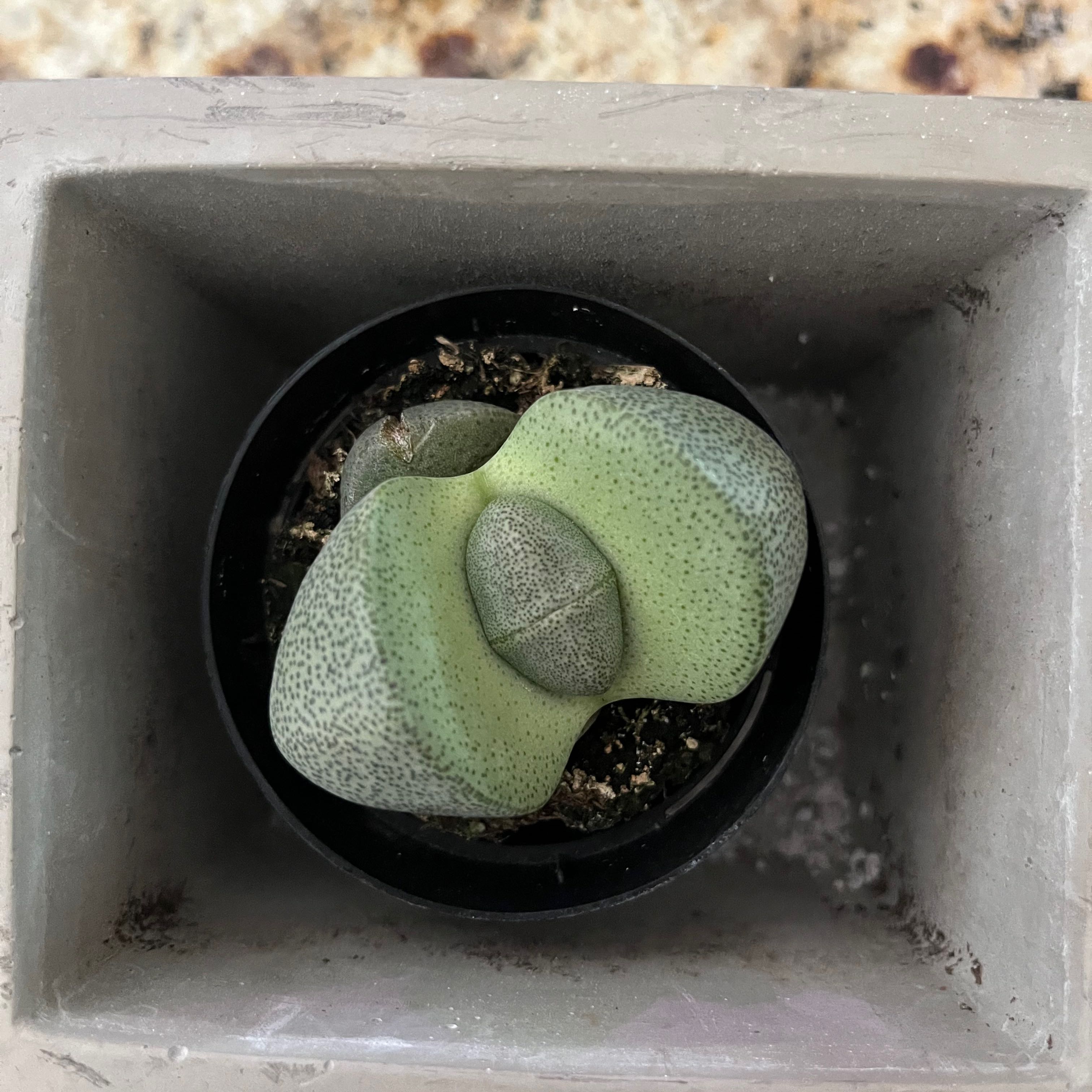 Split Rock plant (Pleiospilos nelii) in a small pot, healthy and well-framed.