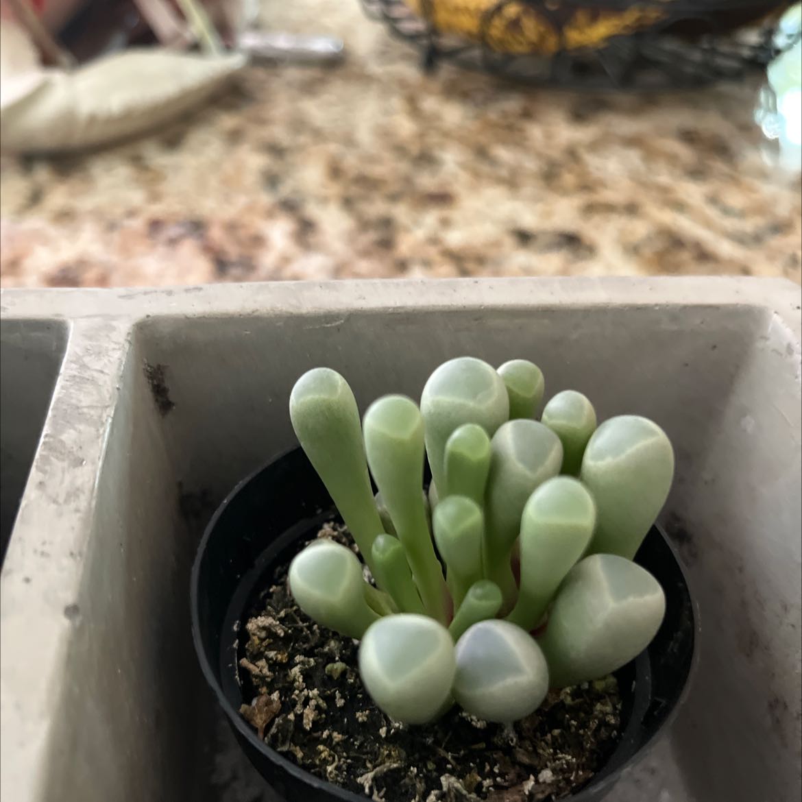Healthy Baby Toes (Fenestraria rhopalophylla) succulent in a pot with visible soil.