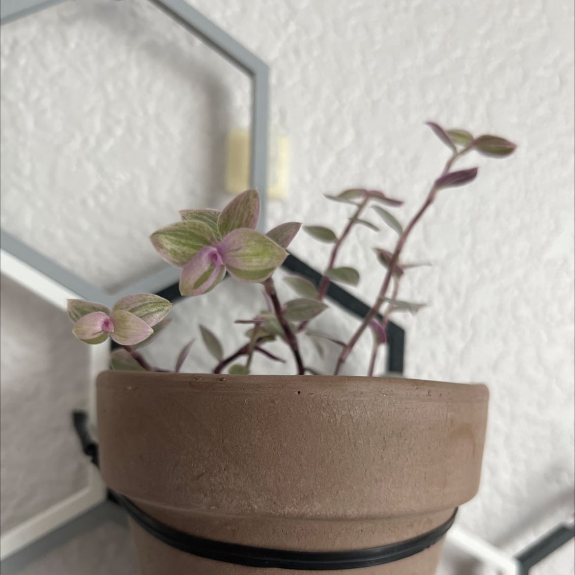 Callisia Pink Panther plant in a pot with vibrant pink and green leaves.