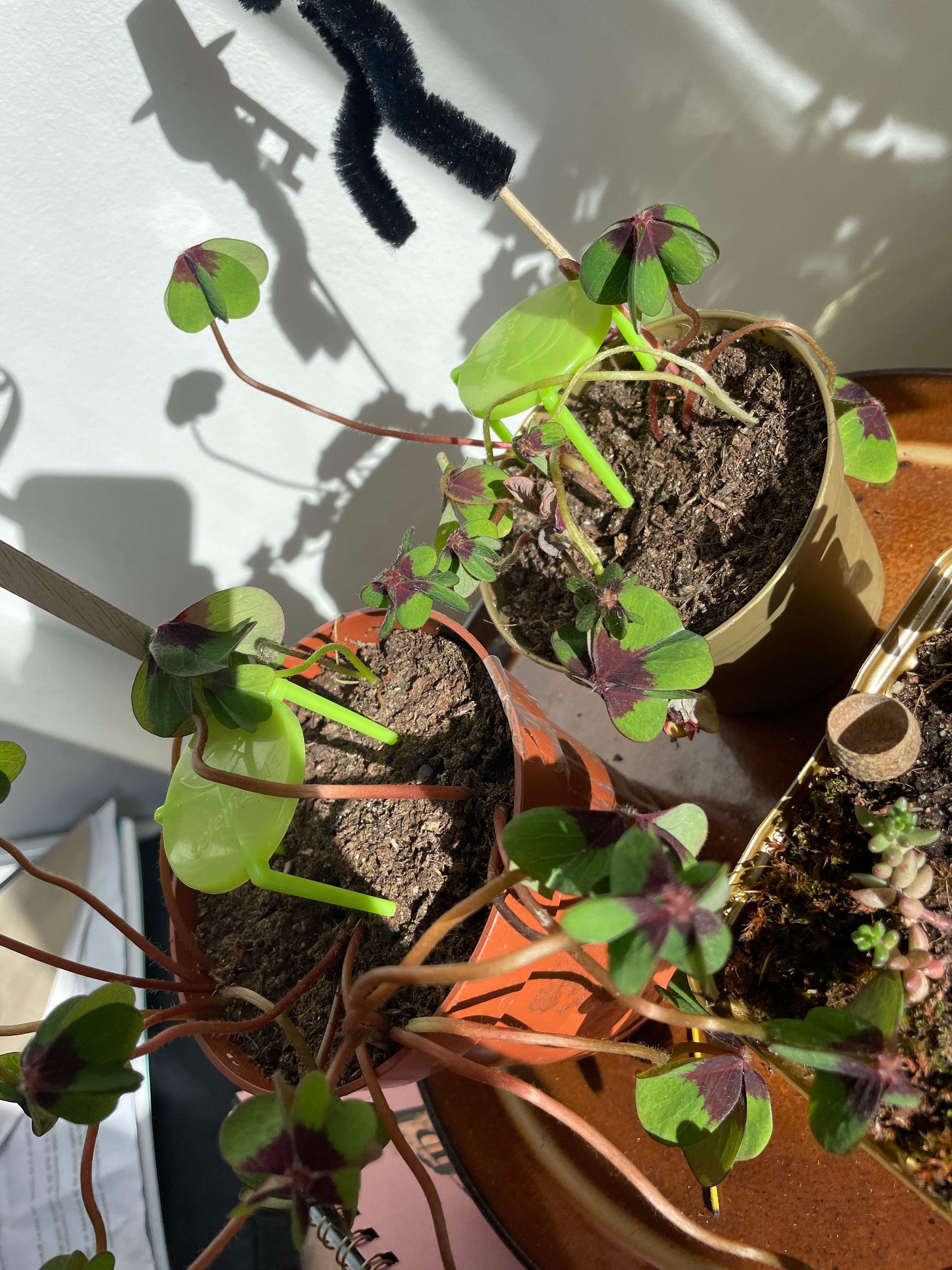 The Complete Iron Cross Plant Care Guide Water, Light & Beyond