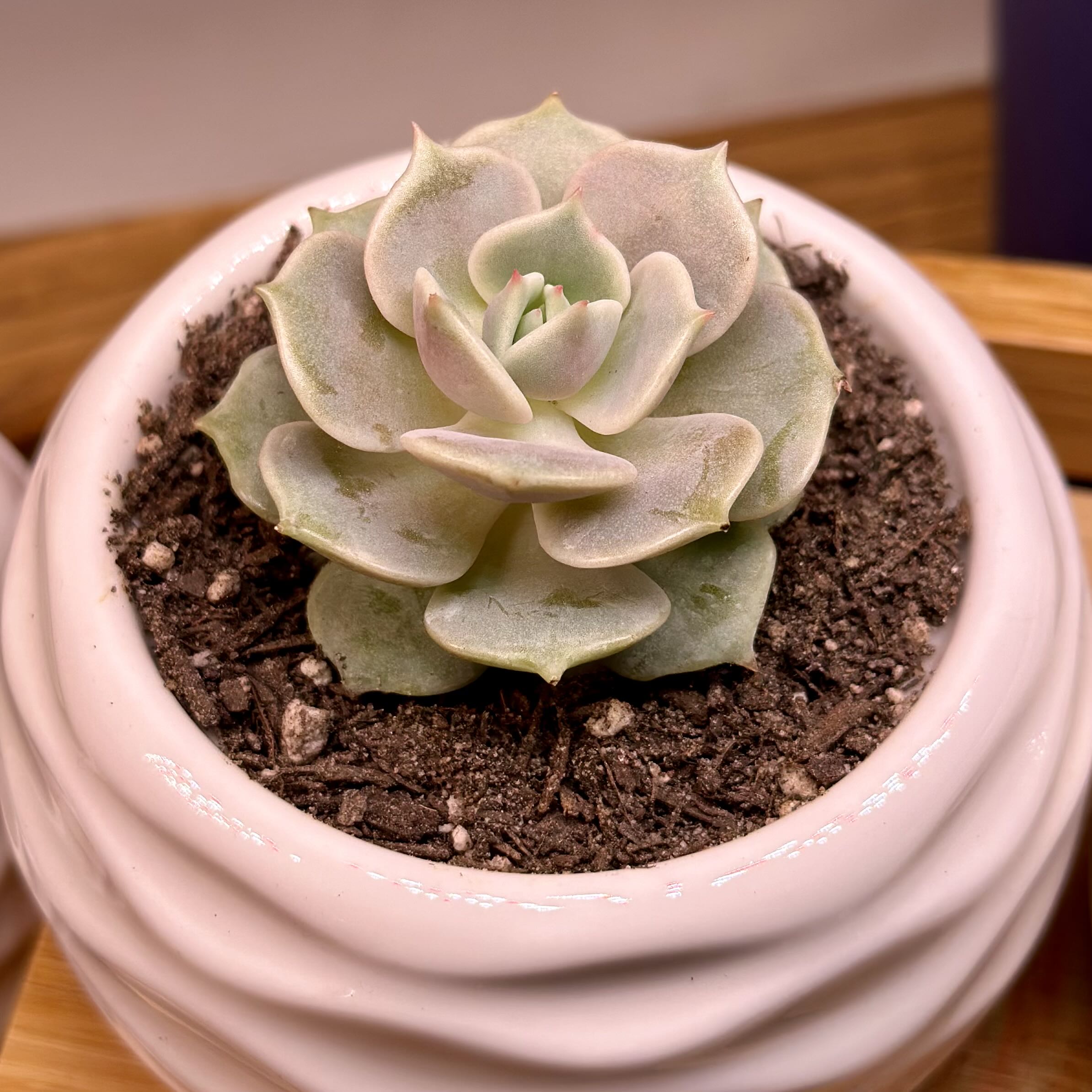 Echeveria 'Lola' succulent in a white pot with visible soil.