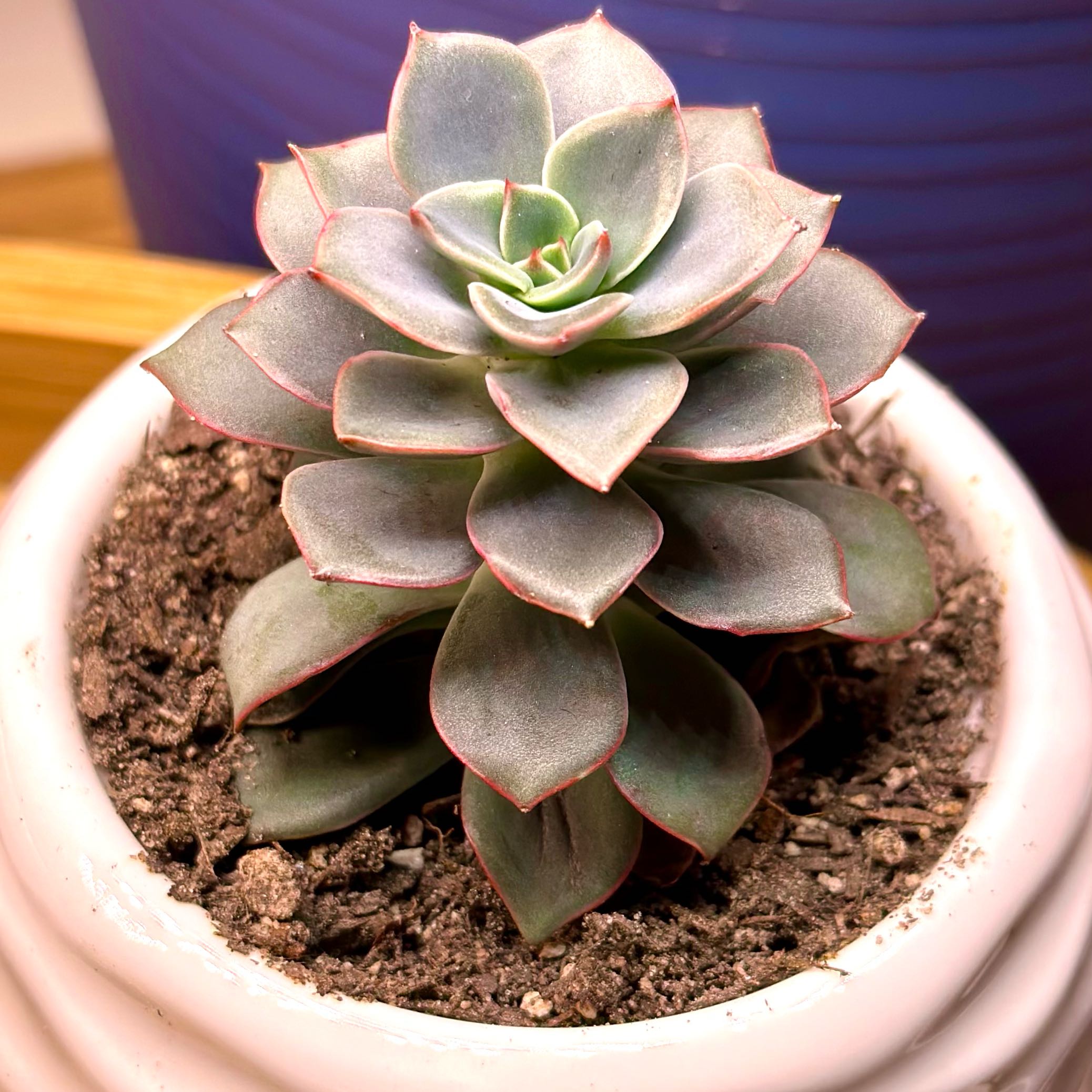 Photo of the plant species Echeveria 'Hercules' by @JennaLeigh named Hemingway on Greg, the plant care app