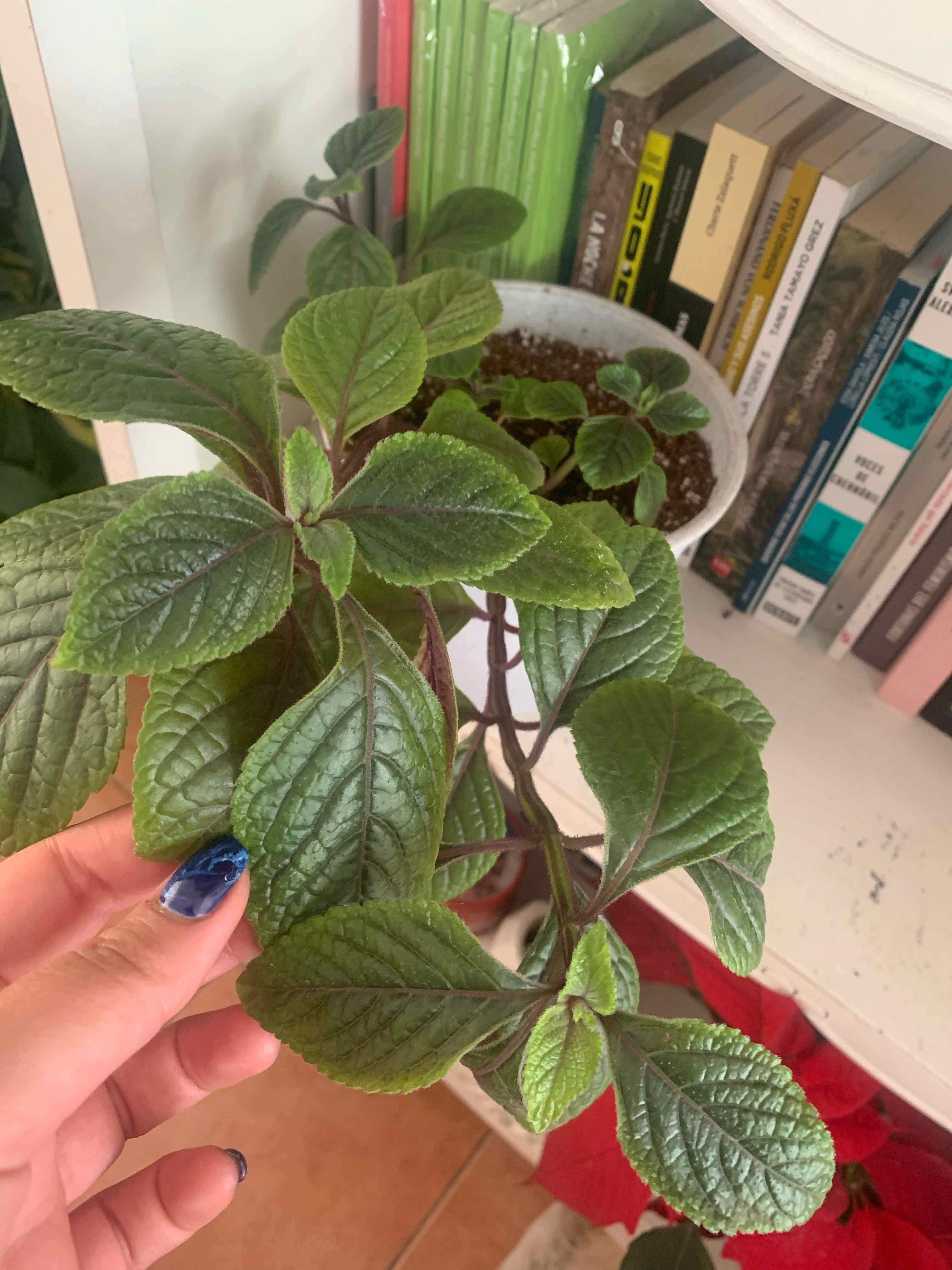 Speckled Spur Flower plant with green leaves, hand holding a leaf, visible soil in pot.