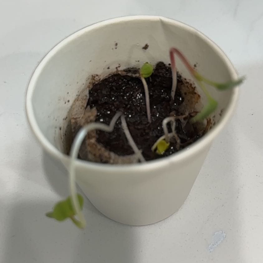 Photo of the plant species Radish by @GourmetLime named Buddy on Greg, the plant care app