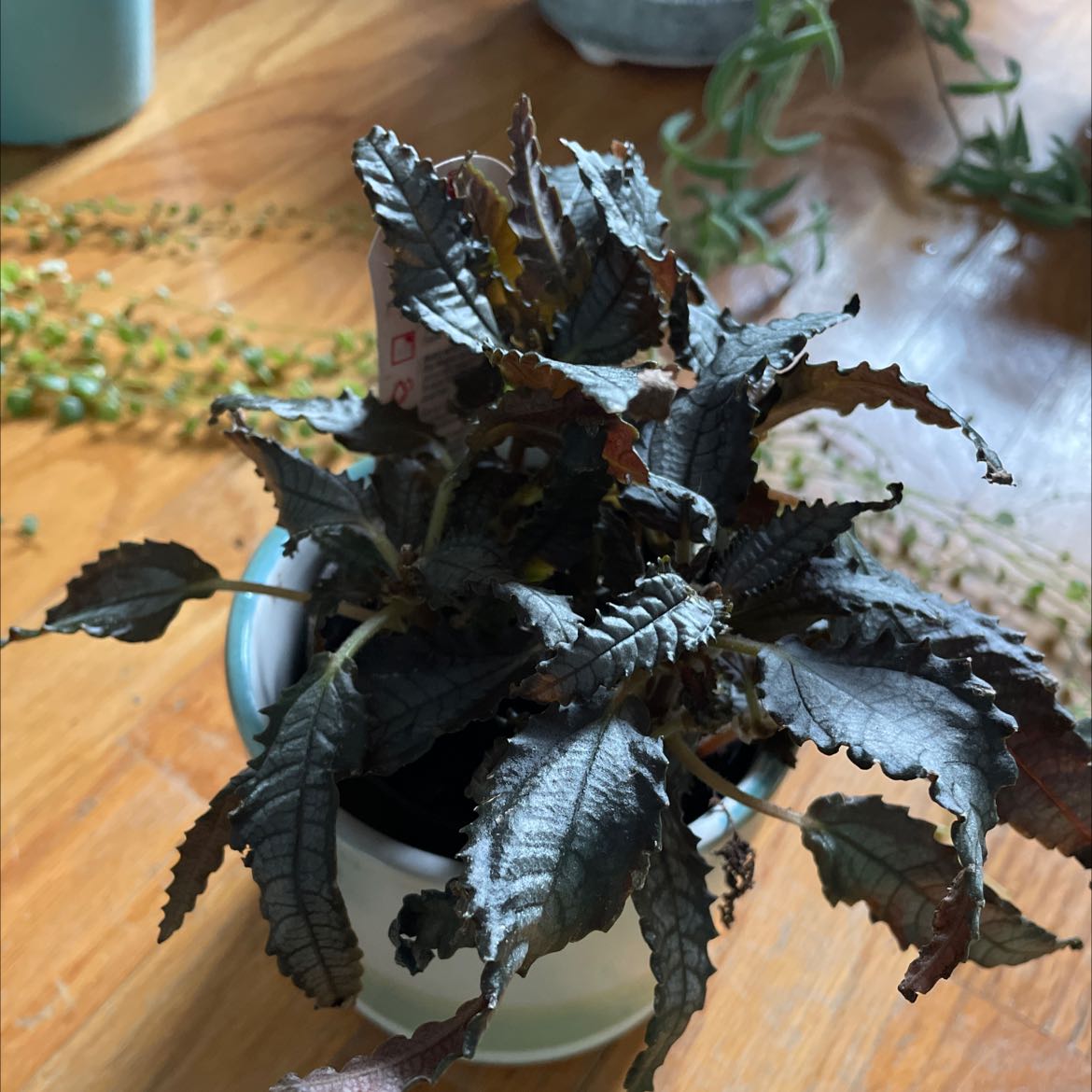 Dark Mystery Pilea plant with browning and curling leaves in a pot.