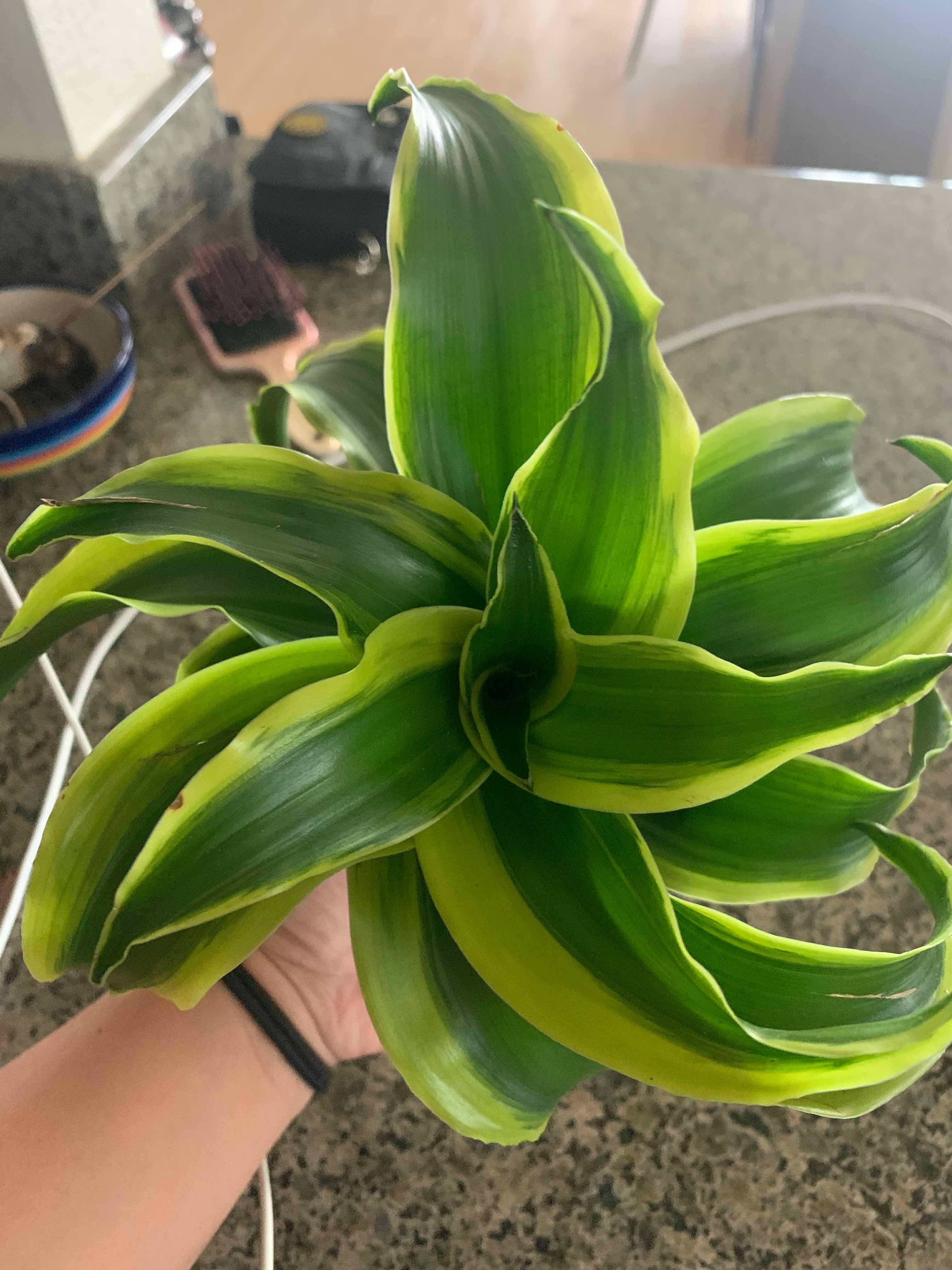 Dracaena 'Tornado' plant with vibrant green leaves being held by a hand.