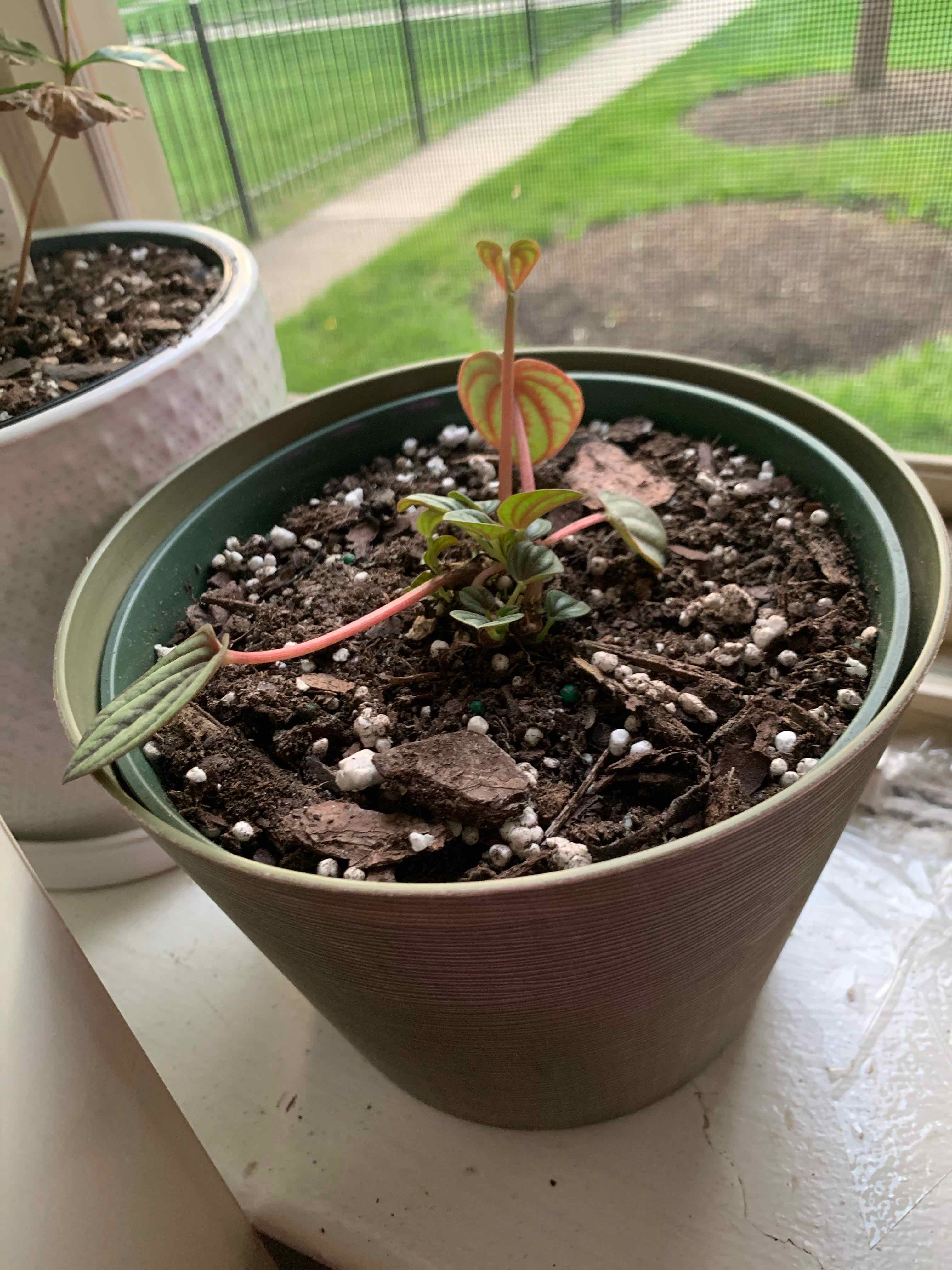 Piccolo banda plant in a pot with visible soil and distinct leaf patterns.