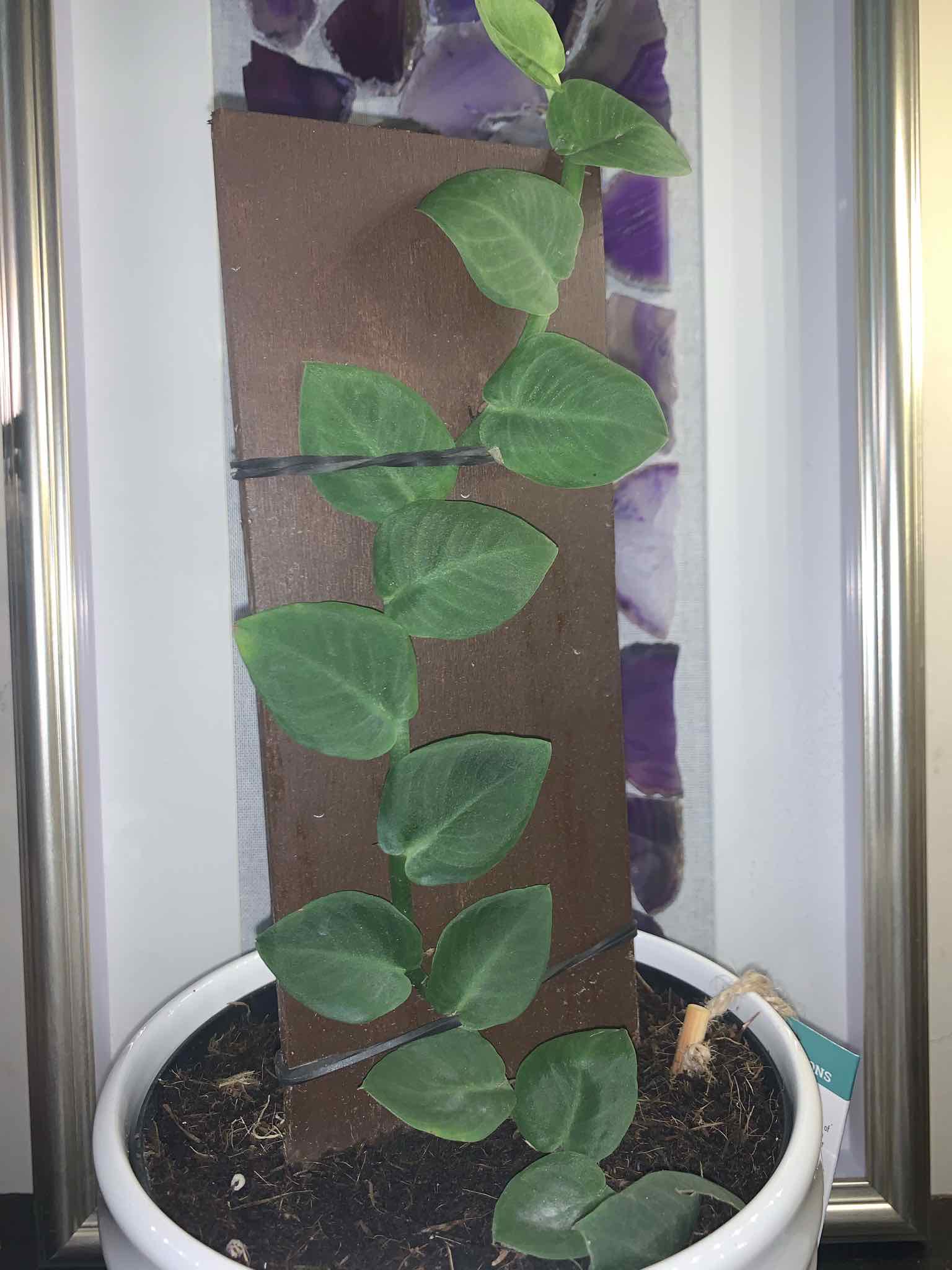 Rhaphidophora hayi plant climbing a vertical support in a white pot with visible soil.