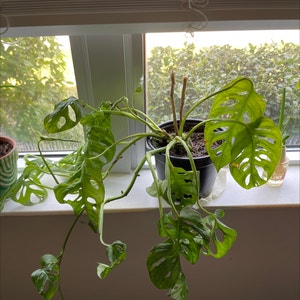 Swiss Cheese Vine plant photo by Fruityloops named gru on Greg, the plant care app.