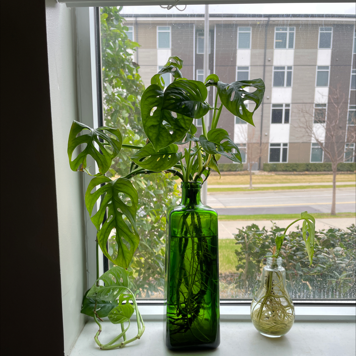 Swiss Cheese Vine plant photo by @fruityloops named gru on Greg, the plant care app.