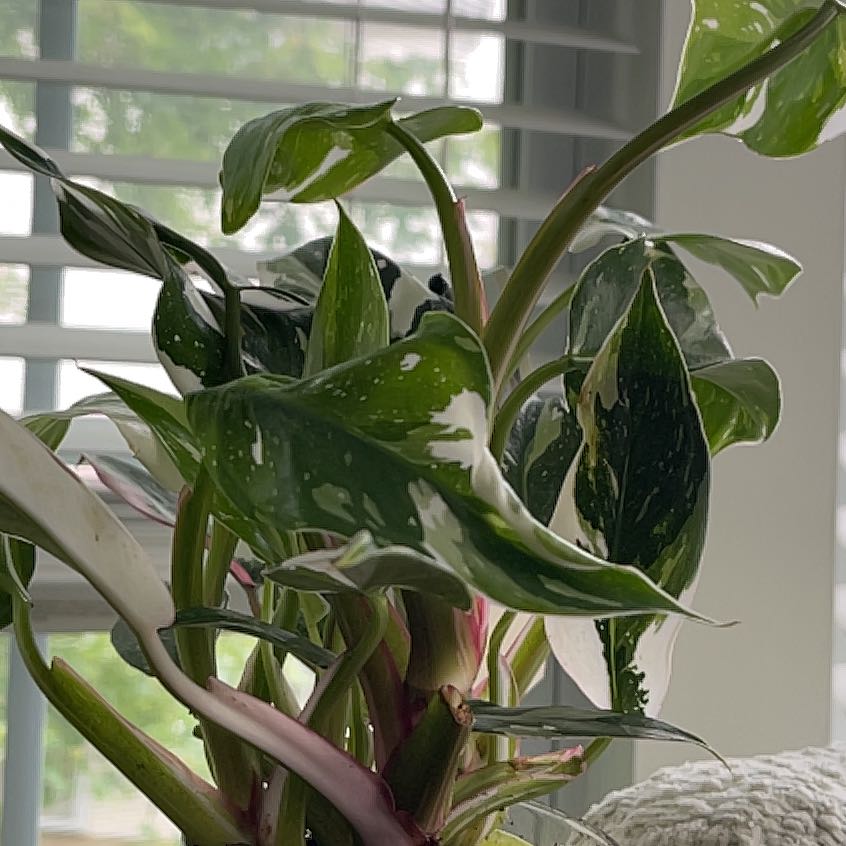 Photo of the plant species philodendron white princess by @SteamyChisme named Blondie on Greg, the plant care app