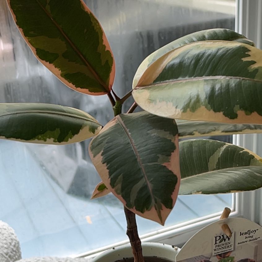 Photo of the plant species Rubber Plant 'Belize' by @SteamyChisme named Duke on Greg, the plant care app