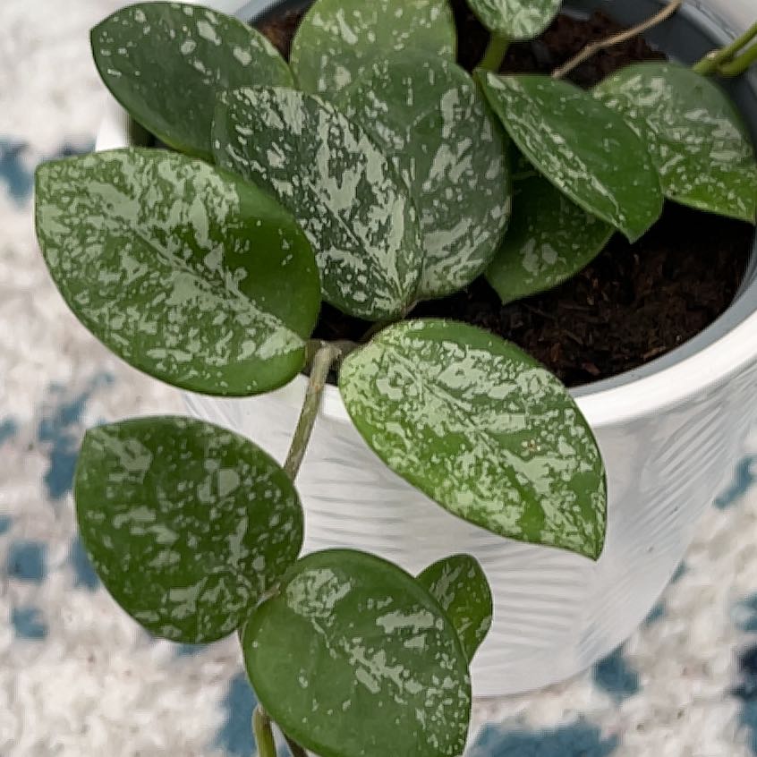 Photo of the plant species Hoya 'Mathilde Splash' by @SteamyChisme named Lavender on Greg, the plant care app