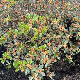 Photo of the plant species Alpenrose by @BeneficSuncup named Aria on Greg, the plant care app