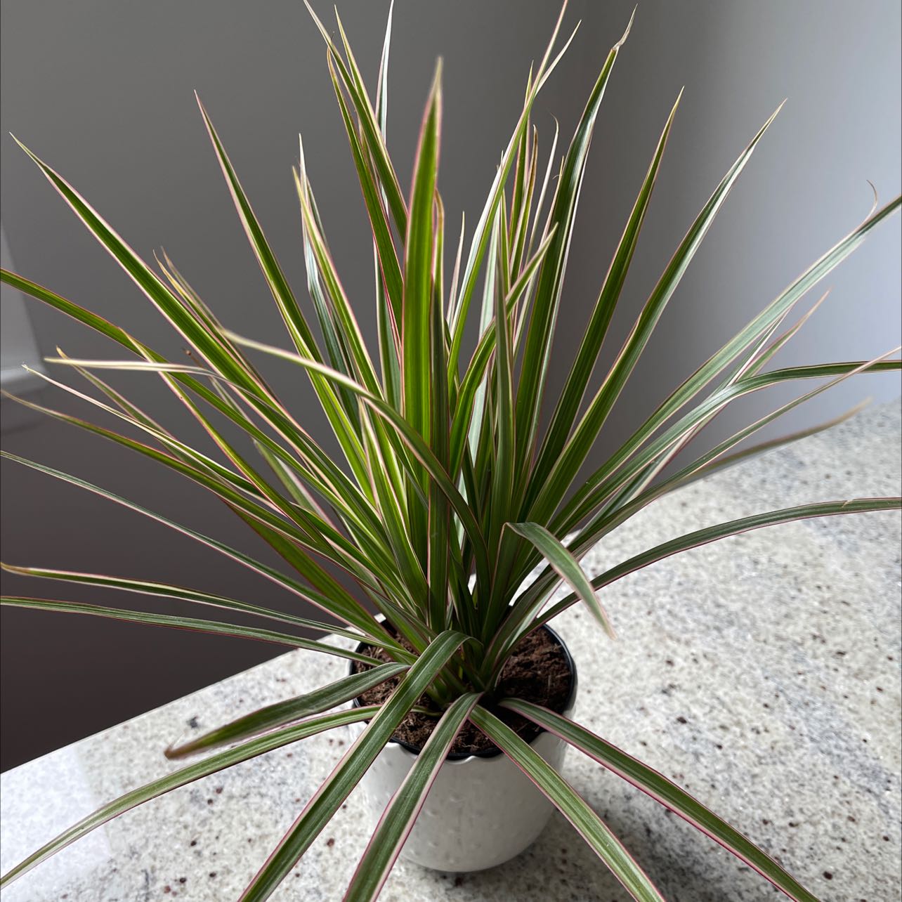 Healthy Dracaena plant in a small pot on a countertop.