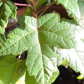 Photo of the plant species Sycamore Maple by @ManlyApple named Harry on Greg, the plant care app