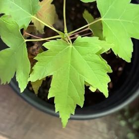 Photo of the plant species Silver Maple by @ManlyApple named LiloStitch on Greg, the plant care app