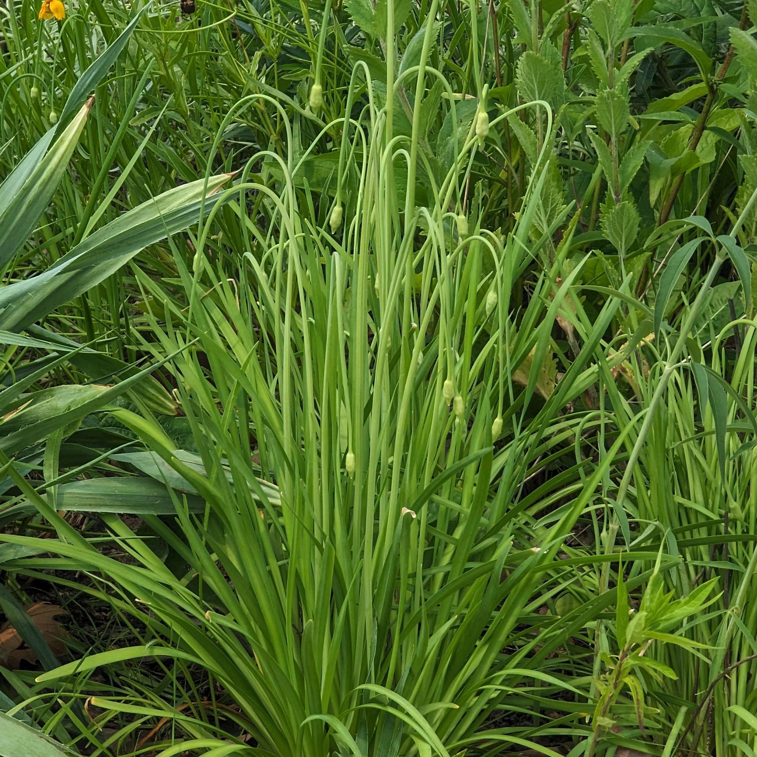 Healthy Orange Daylily plant with long, narrow green leaves.