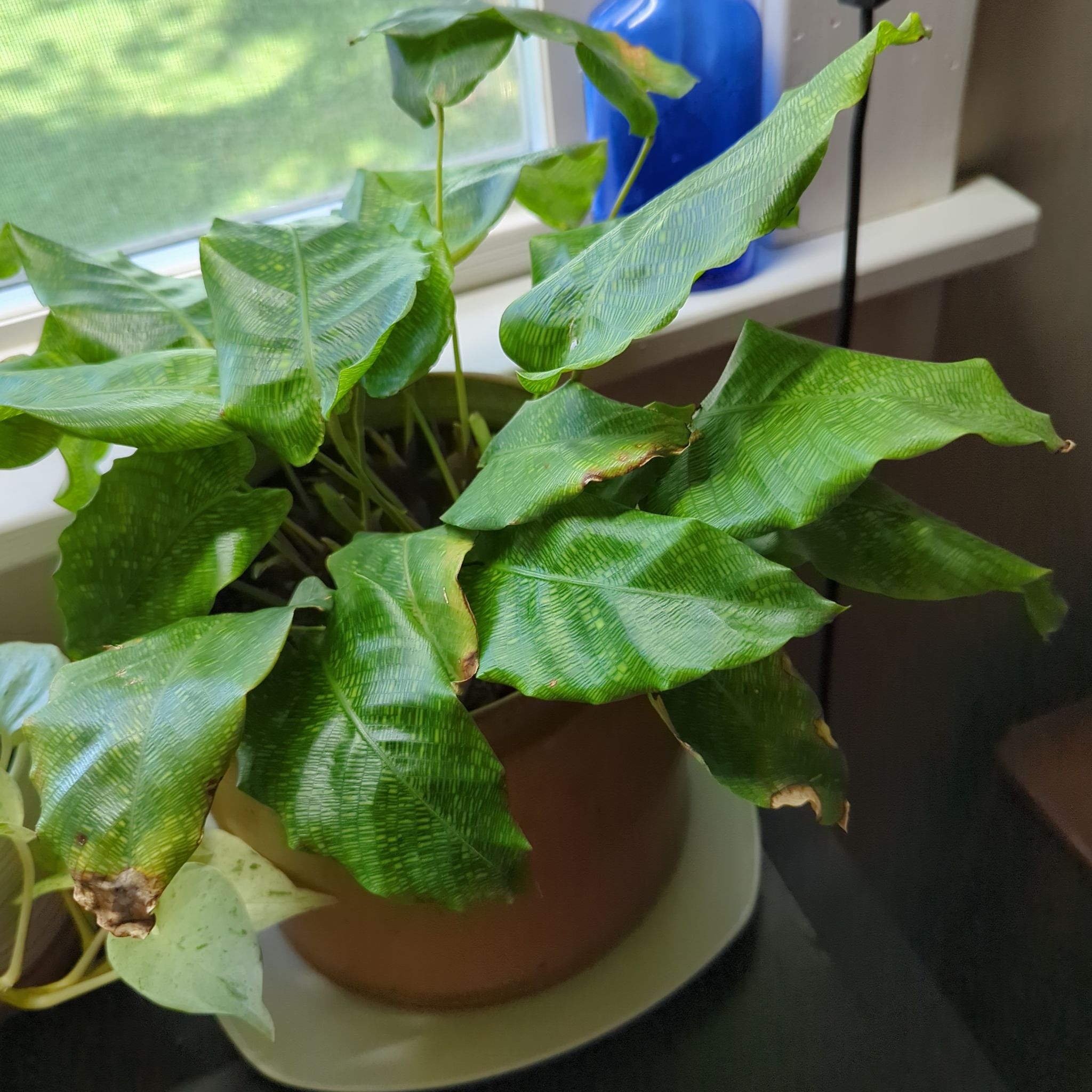 Photo of the plant species Calathea Network 'PP0005' by @FancyLancy named 💻Network on Greg, the plant care app