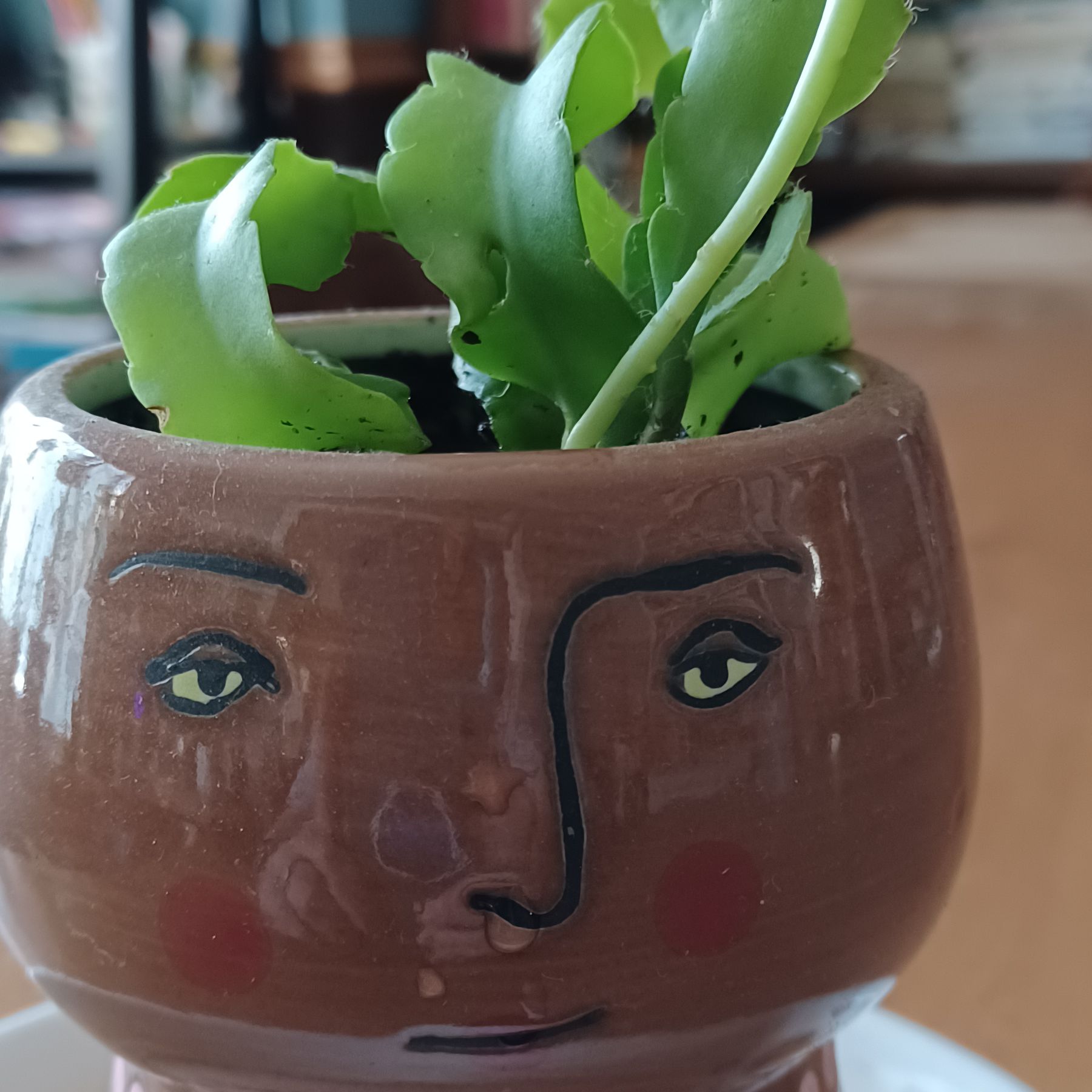 Curly Locks Orchid Cactus in a decorative pot with a face design.