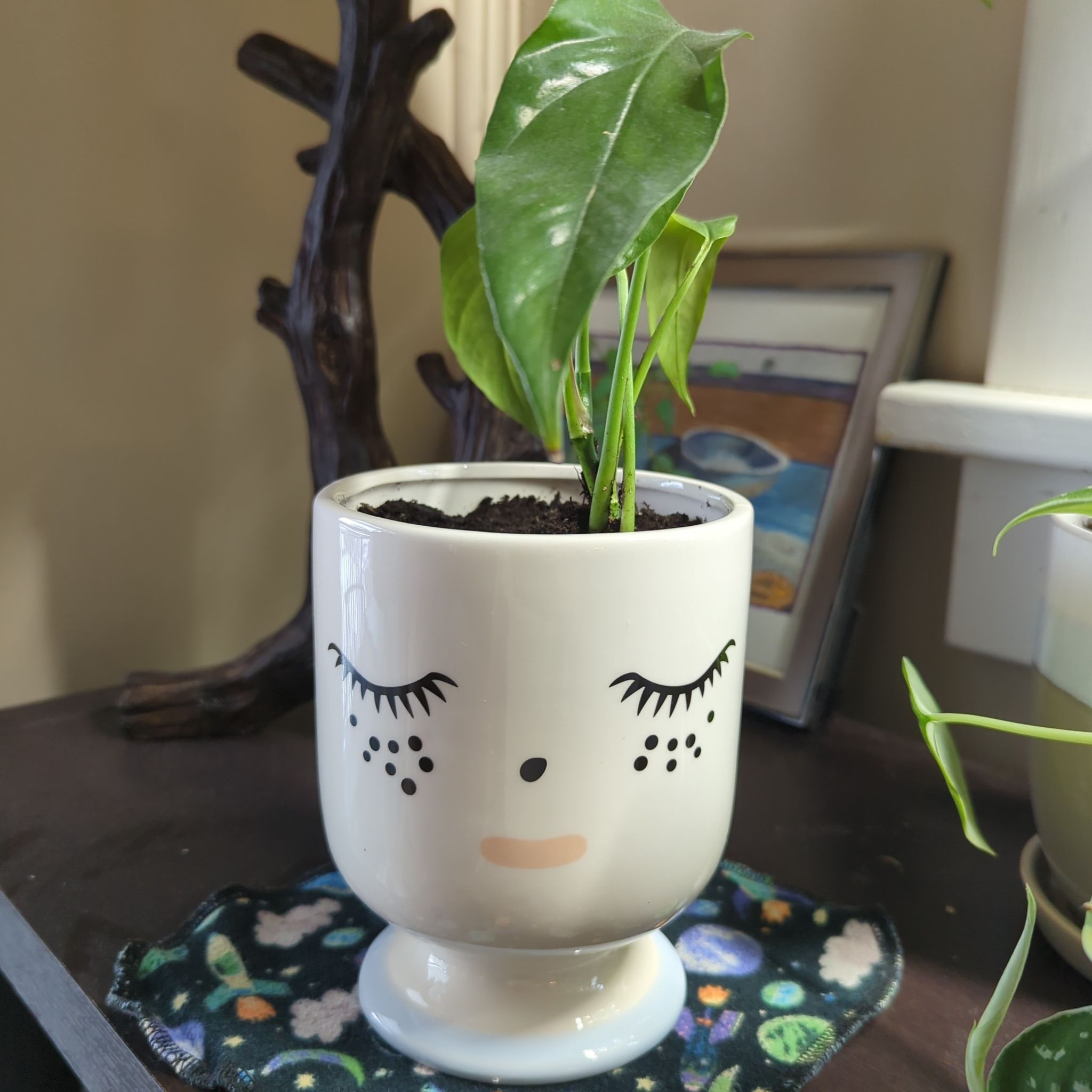 Baltic Blue Pothos plant in a decorative pot with a face design, healthy green leaves.