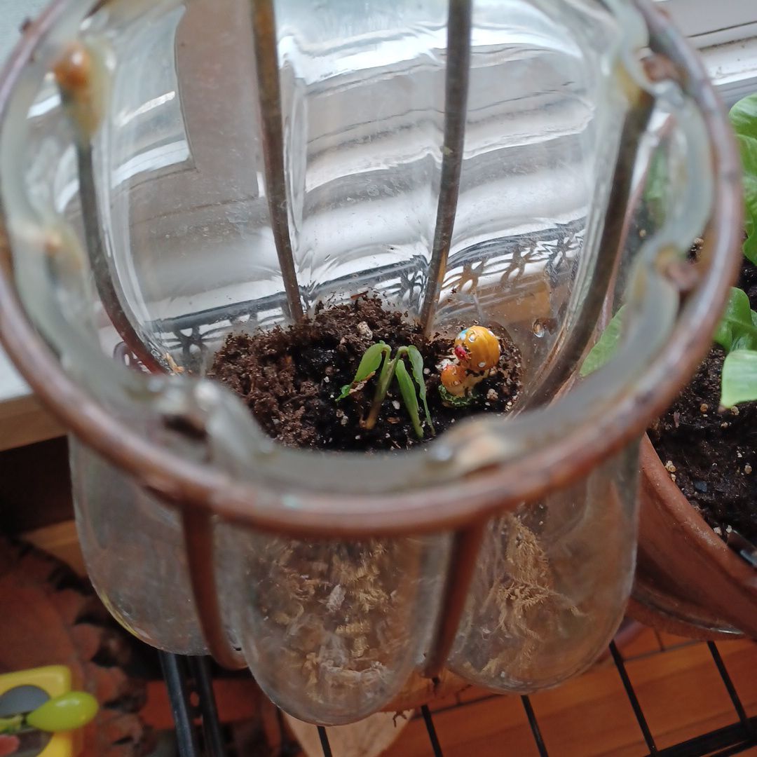 Small Variegated Prayer Plant in a glass container with visible soil.