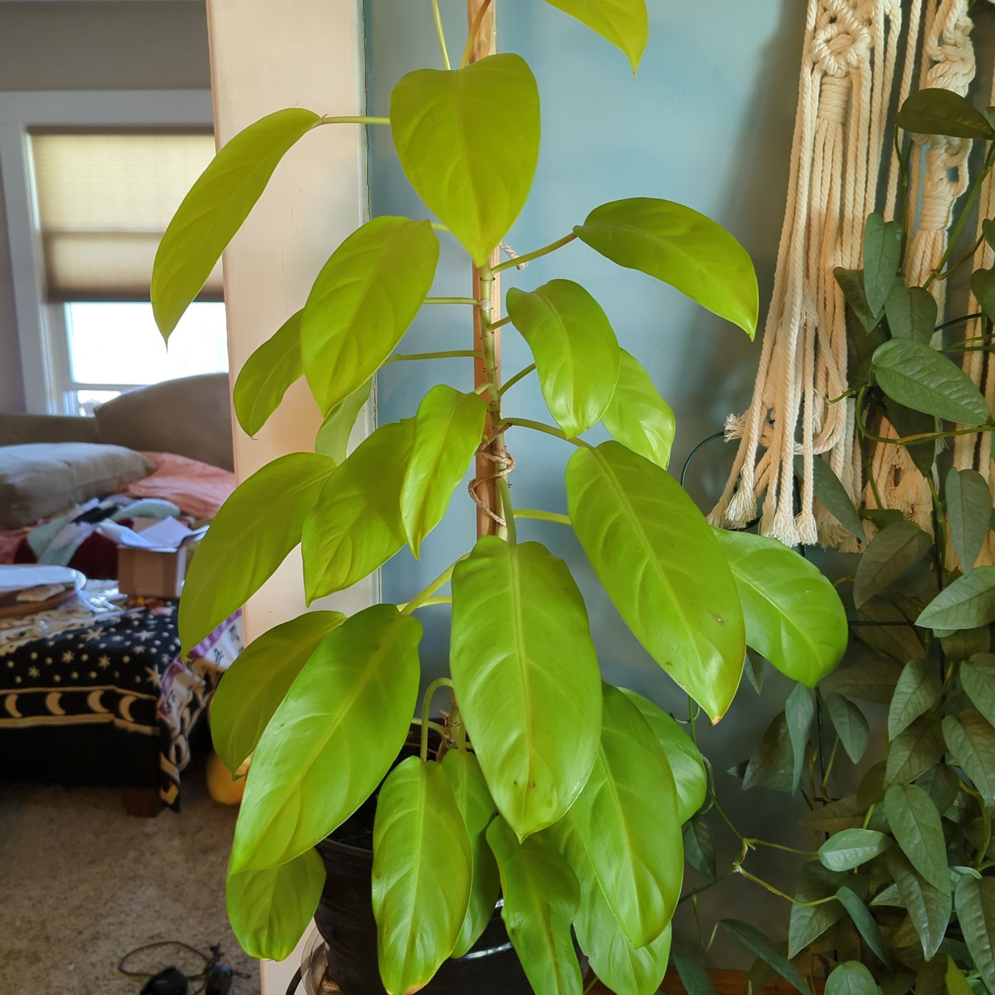 Golden Goddess Philodendron with vibrant green leaves, well-maintained and upright.