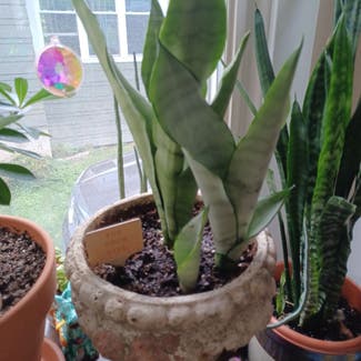 Silver Snake Plant plant in Cortland, New York
