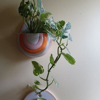 Pearls and Jade Pothos plant in Cortland, New York