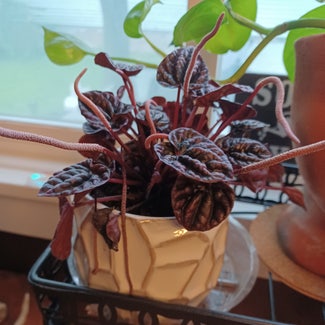 Schumi Red Peperomia plant in Cortland, New York
