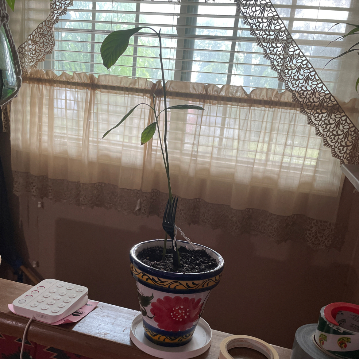 Photo of the plant species Avocado by Delia named Verna on Greg, the plant care app