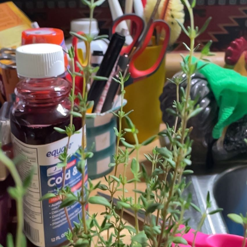 Small potted thyme plant surrounded by gardening supplies like shears and colorful pots, plant appears healthy with dense green foliage.