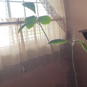 Photo of the plant species Avocado by Delia named Verna on Greg, the plant care app