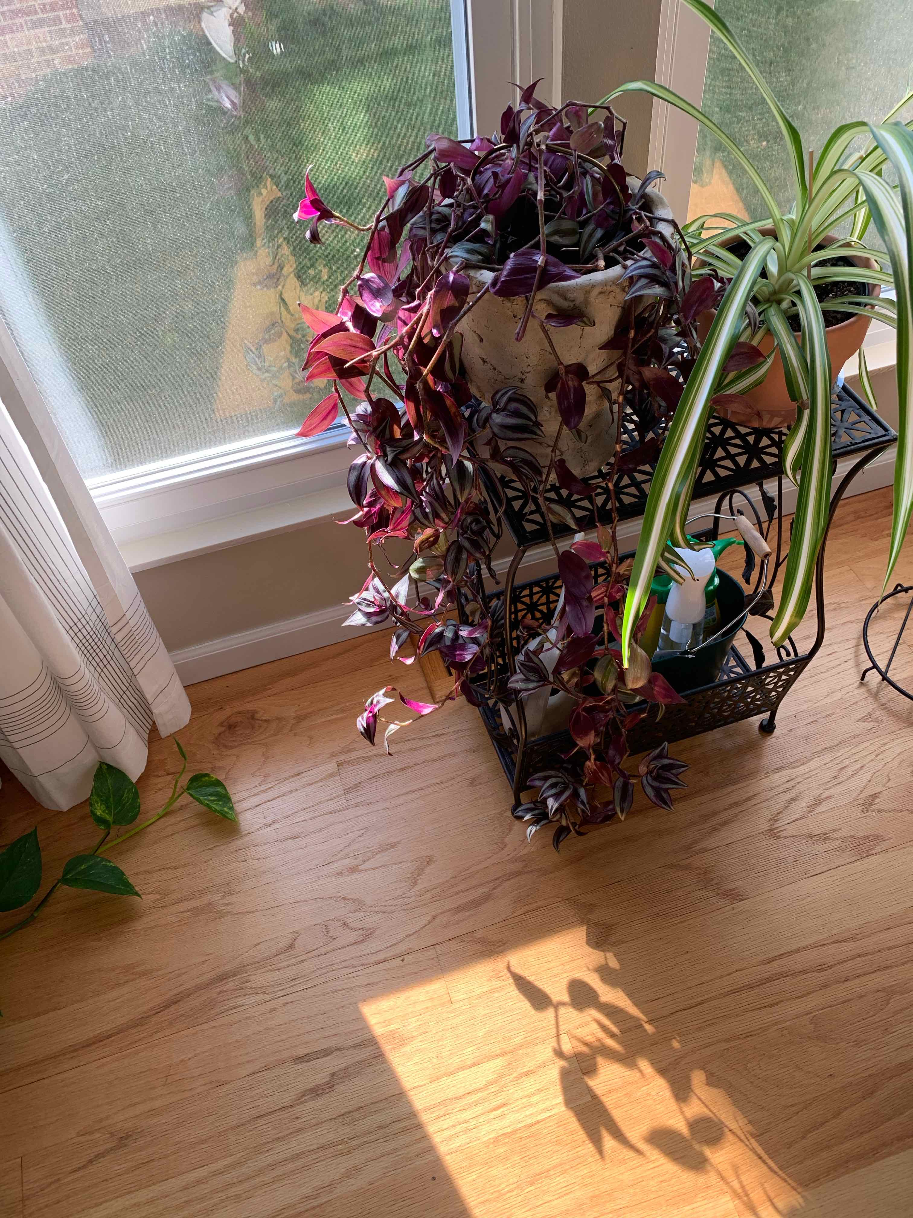 Tradescantia Zebrina plant photo by @GMNplants named 3 Queenie on Greg, the plant care app.