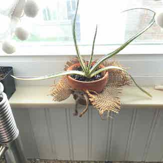 Aloe Vera plant in Dublin, Ohio