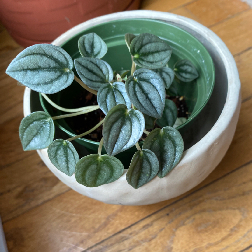 Peperomia 'Napoli Nights' plant in a pot with healthy silvery-green leaves.