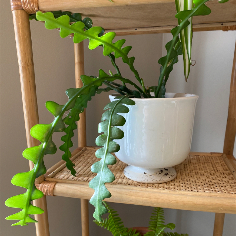 Photo of the plant species Fishbone Cactus by @BloominOnion named Cactus-Zora on Greg, the plant care app