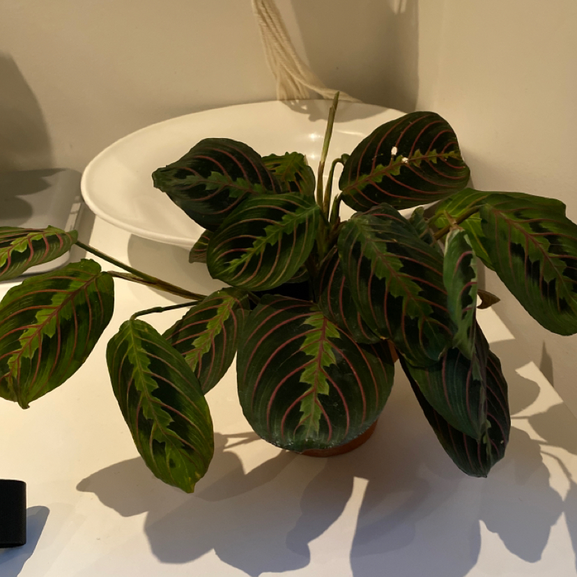 Photo of the plant species Red Prayer Plant by @BloominOnion named Mara on Greg, the plant care app