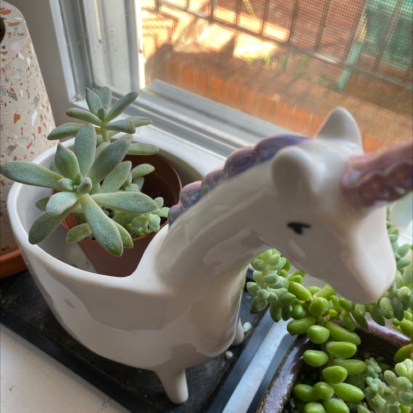 Graptosedum 'Ghosty' plant in a unicorn planter near a window, appears healthy.