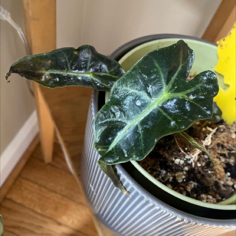 Kris Plant in a pot with dark green leaves and some browning at the edges.
