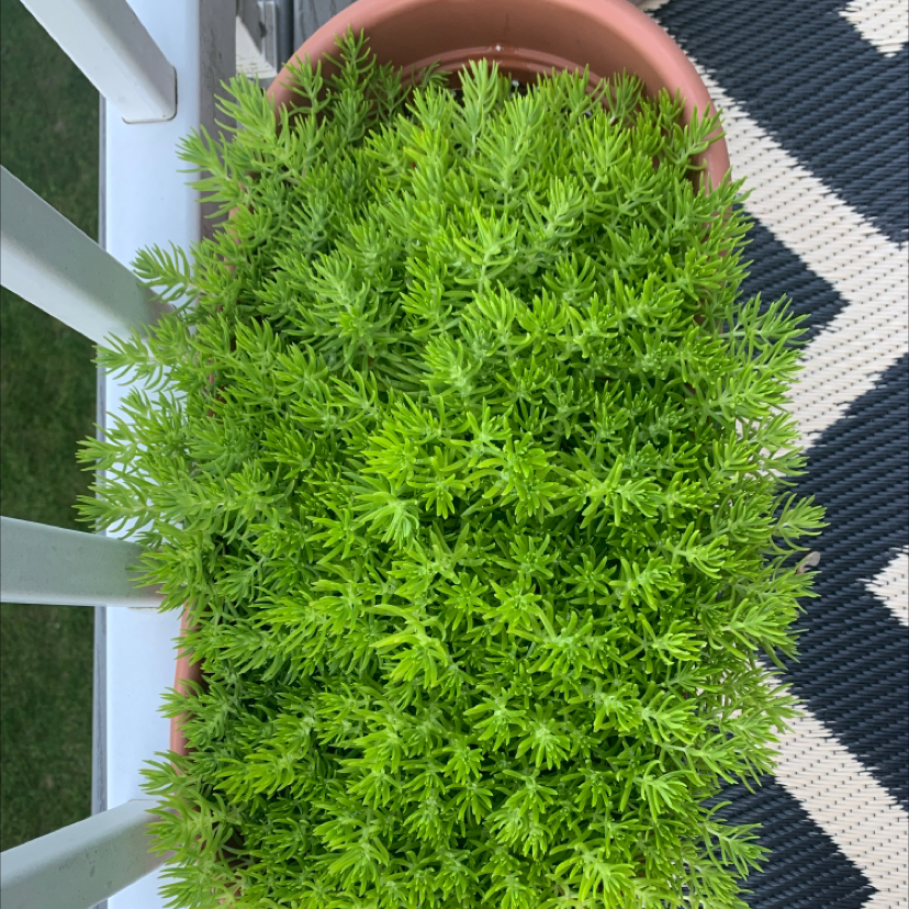 Why Are There Black Spots on My Sedum 'Lemon Ball' Leaves?