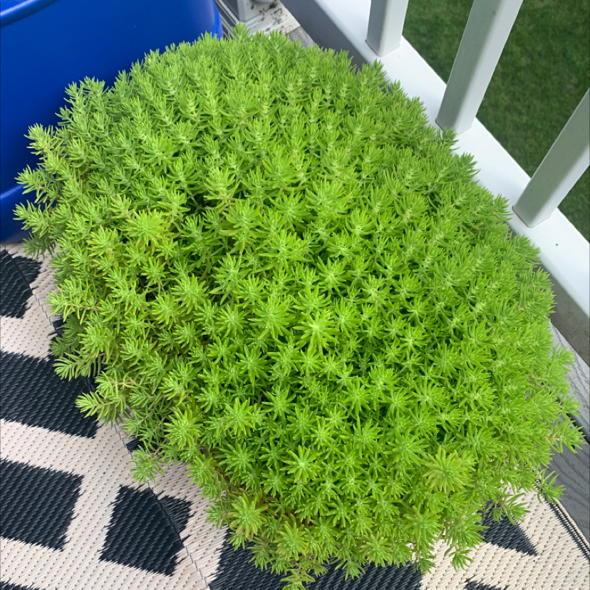 Why Are There Black Spots on My Sedum 'Lemon Ball' Leaves?