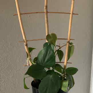 Heartleaf Philodendron plant in Houston, Texas