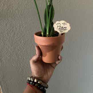 Cylindrical Snake Plant plant in Houston, Texas