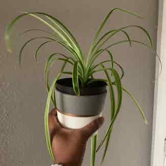 Variegated Spider Plant plant in Houston, Texas