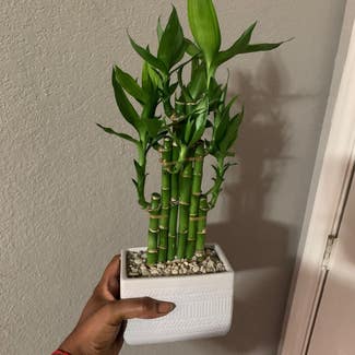 Lucky Bamboo plant in Houston, Texas