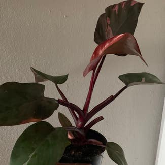 Pink Princess Philodendron plant in Houston, Texas