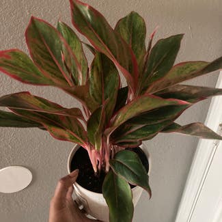 Chinese Evergreen Siam Pink plant in Houston, Texas