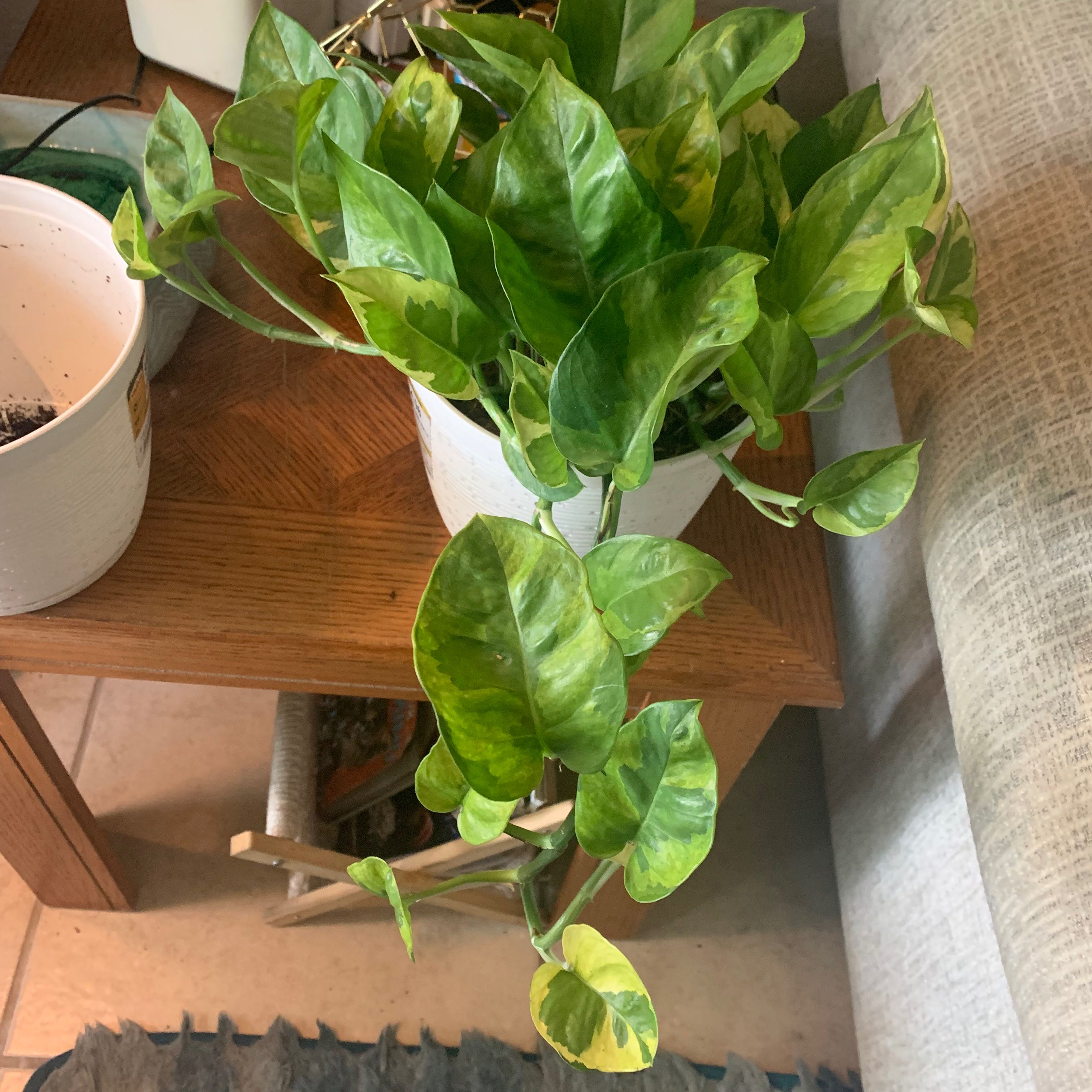 Lemon Meringue Pothos plant in a white pot with vibrant green and yellow variegated leaves.