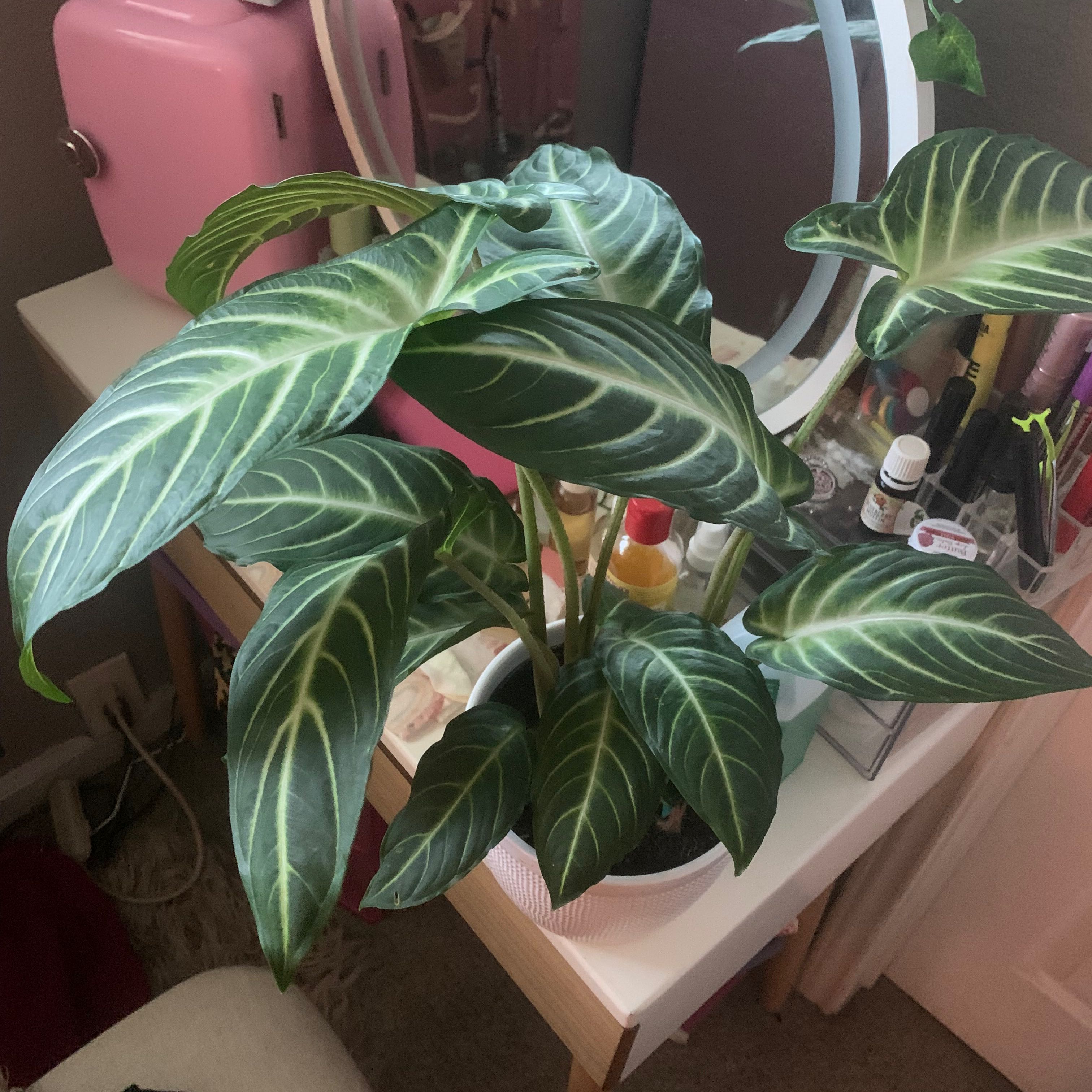 Caladium lindenii 'Magnificum' plant with vibrant green leaves and white veins on a table.